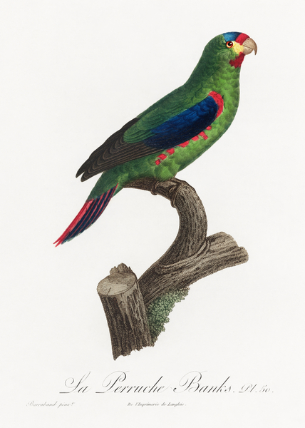 Swift parrot Print