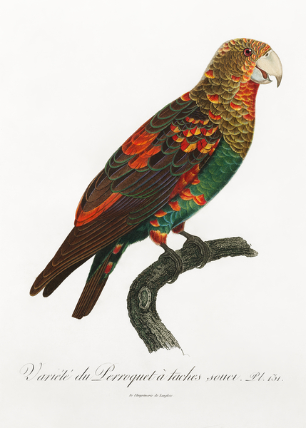 Brown-necked parrot  Print