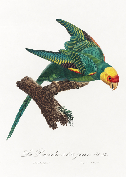 Yellow-crowned parakeet  Print