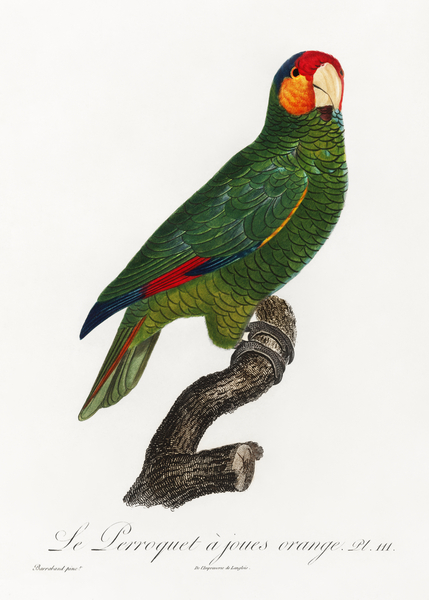 Red-lored parrot  Print