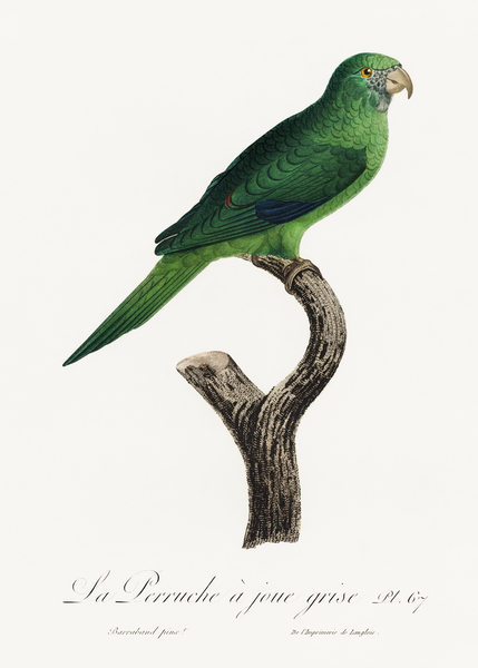 Grey-cheeked parakeet  Print