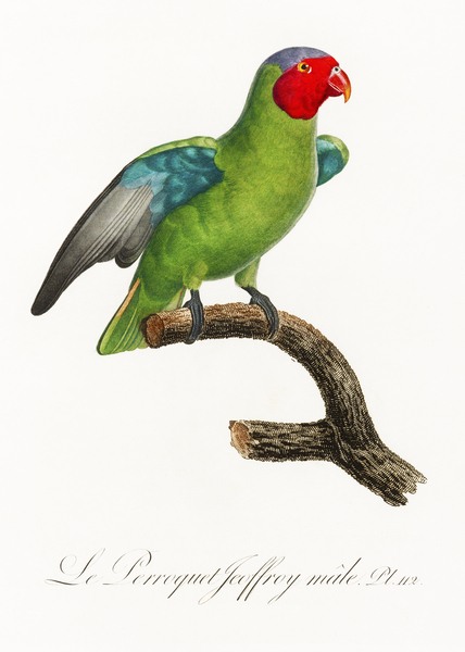 Red-cheeked parrot  Print