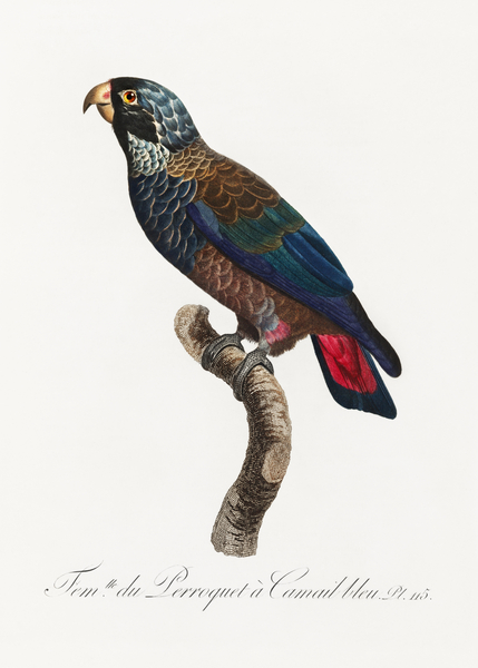 Bronze-winged parrot  Print