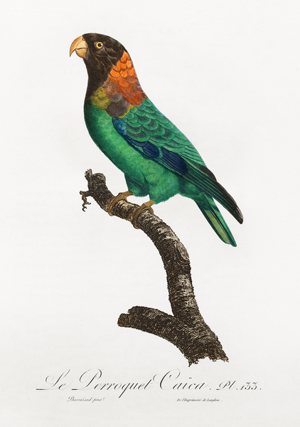 Caica parrot  Print