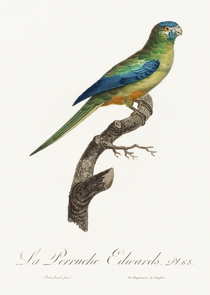 Turquoise parrot  Print