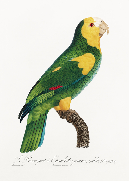 Yellow-shouldered amazon  Print