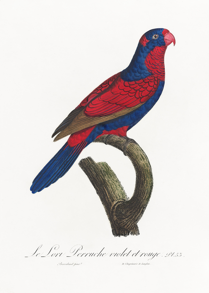 Red-and-blue lory  Print