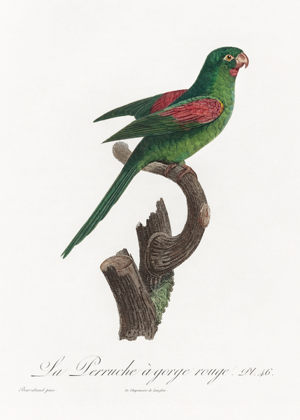 Red-throated conure  Print