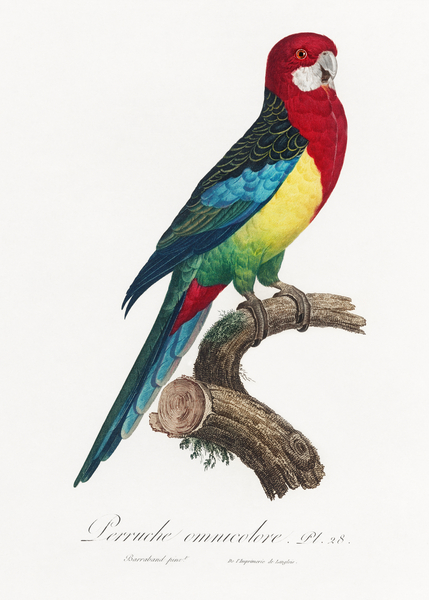 Francois Levaillant  Birds   Wildlife