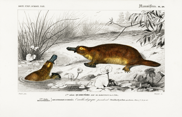 Platypus Ornithorhynchus Paradoxus Print