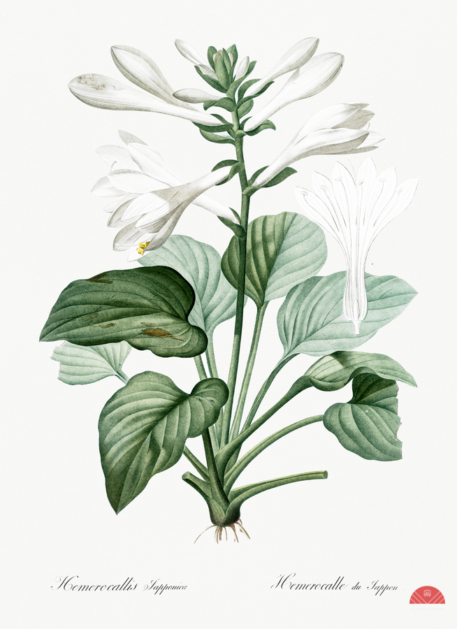 Daylily illustration   Print