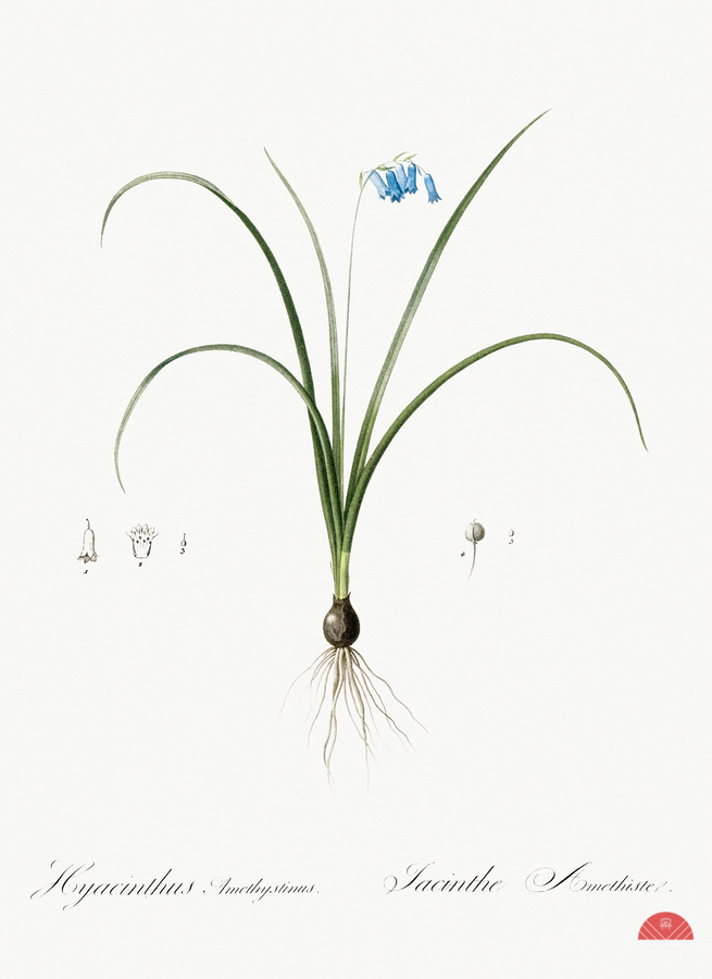 Brimeura illustration   Print