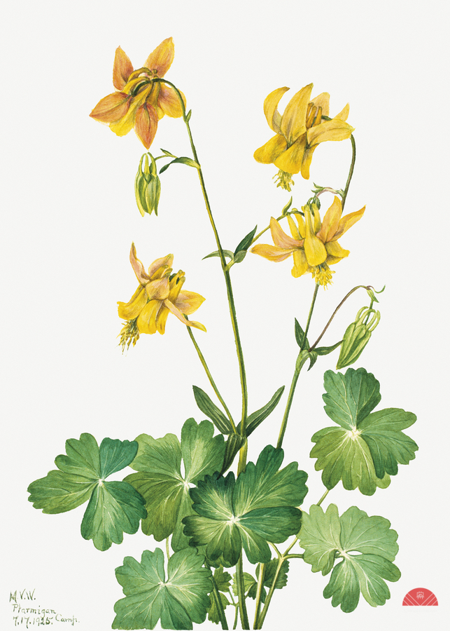 Lemon Columbine Aquilegia flavescens 1925  Print