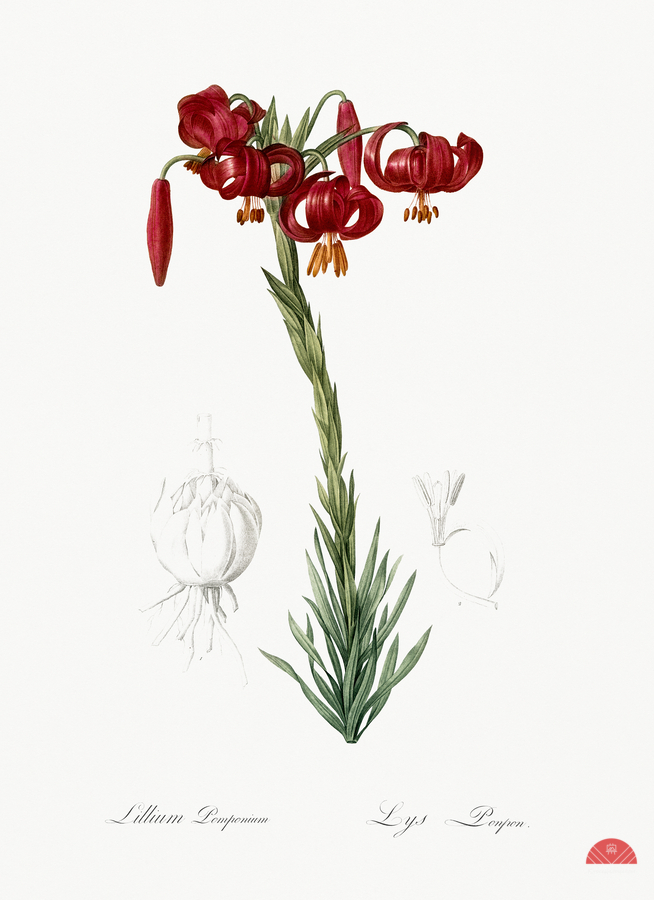 Lily illustration   Print