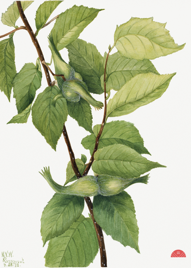 Beaked Hazelnut Corylus rostrata 1932  Print