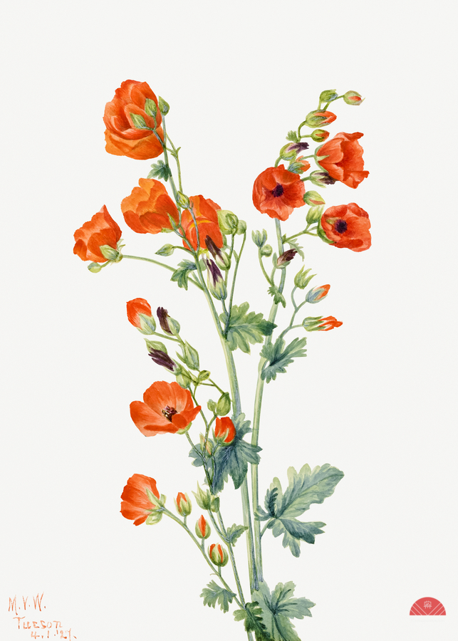 Scarlet Globe Mallow Sphaeralcea grossulariaefolia 1927  Print