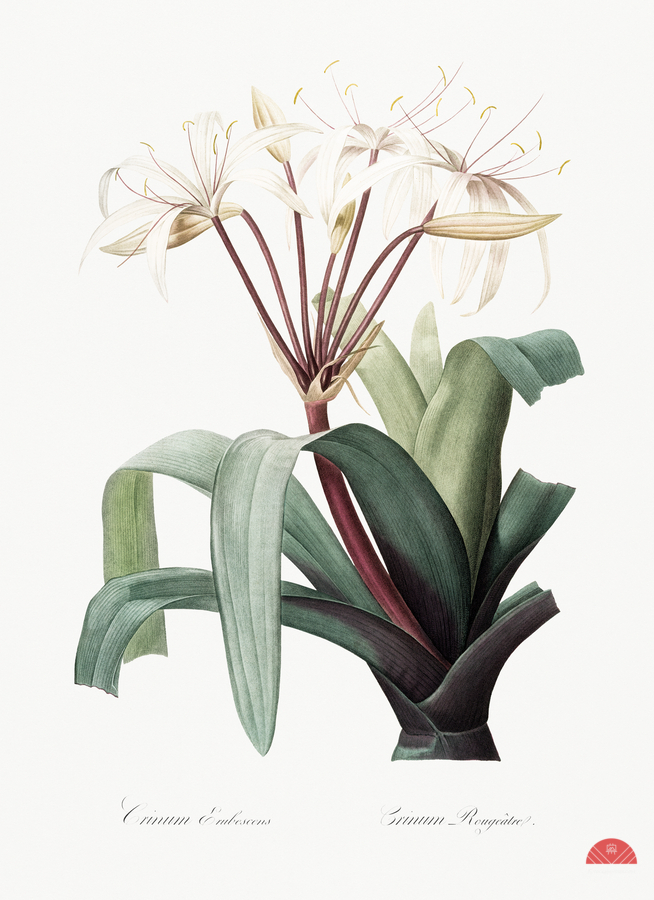 Crinum erubescens illustration   Print