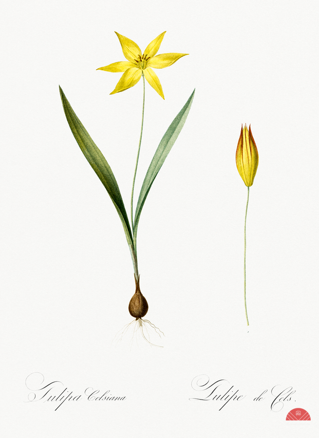 Tulipa celsiana illustration   Print