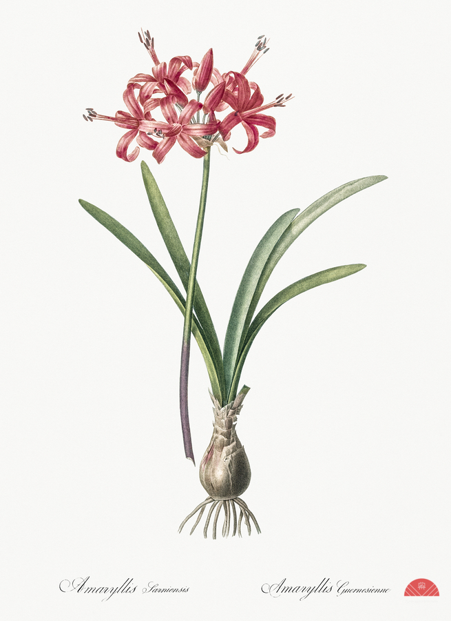 Guernsey lily illustration   Print