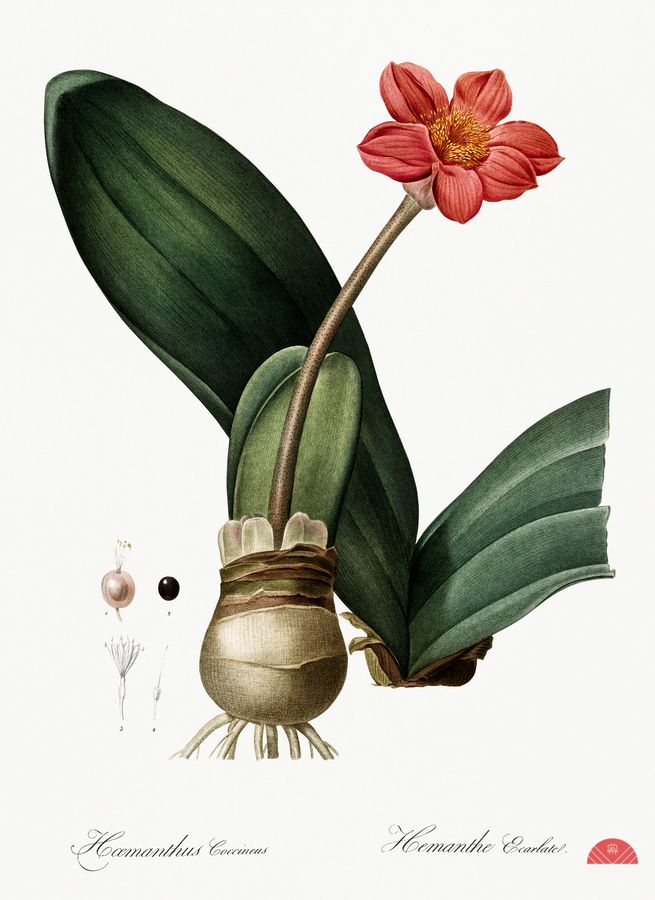 Blood lily illustration   Print