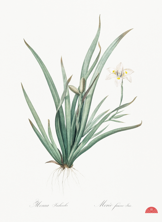 Fortnight lily illustration   Print