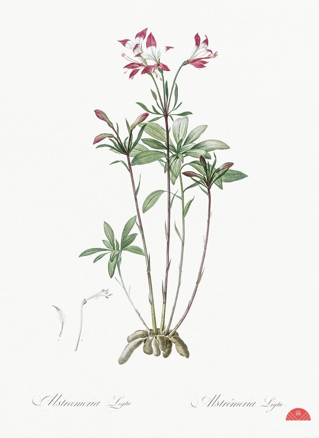 Lily of the Incas illustration   Imprimer