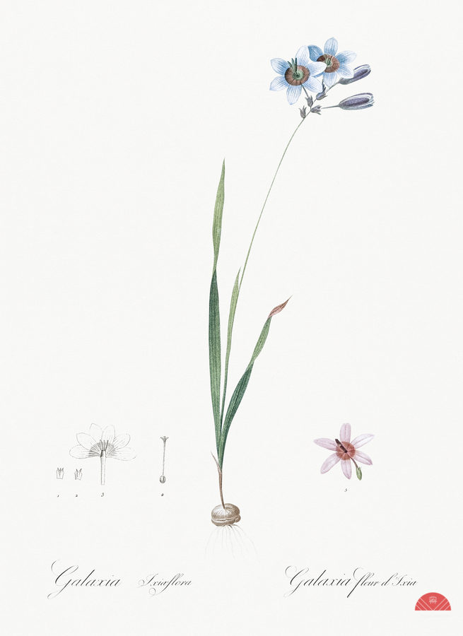 Galaxia ixiaeflora illustration   Print