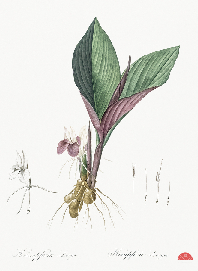 Koemferia longa illustration   Print