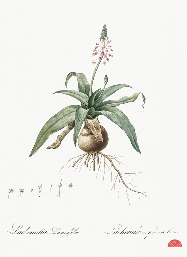 Lachenalia lanceaefolia illustration   Print
