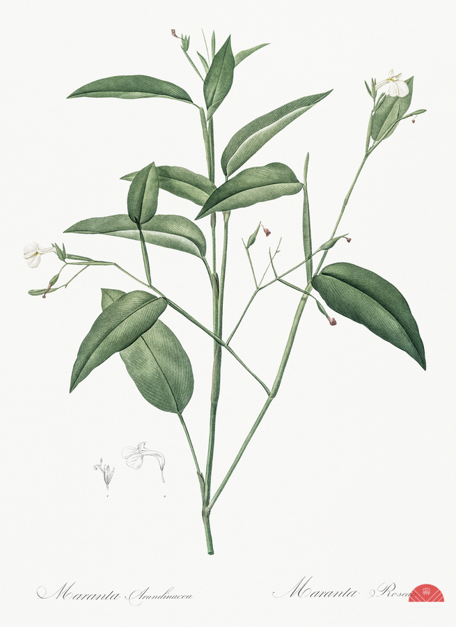 Maranta arundinacea illustration   Print