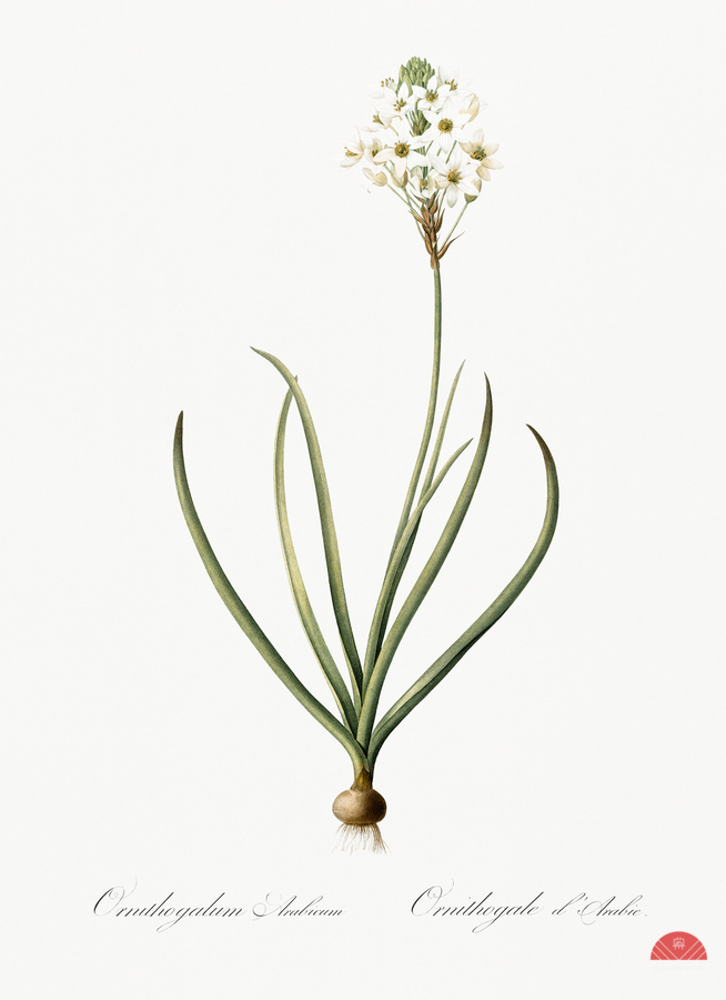 Arabian starflower illustration   Print