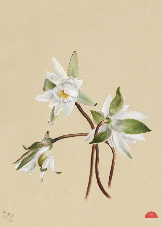 Water Lilies Castalia odorata 1879  Print