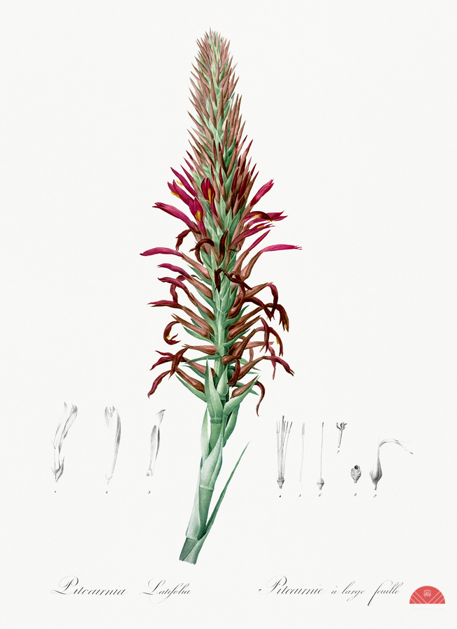 Pitcairnia latifolia illustration   Print