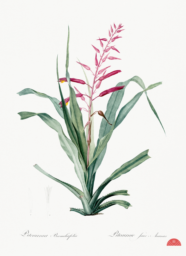 Pitcairnia bromeliaefolia illustration   Print