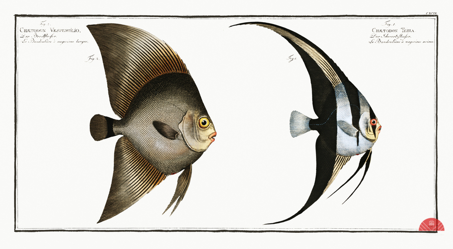 1. Chaetodon Teira 2. Chaetodon Vespertilio  Print