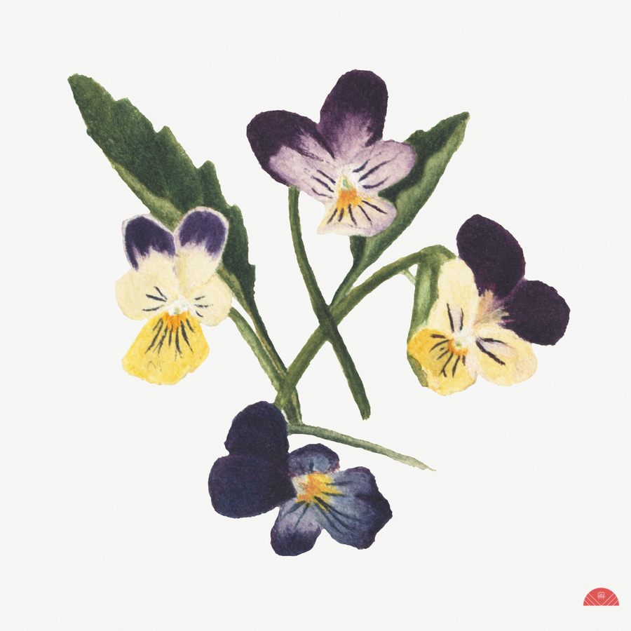 Pansies 1876  Print