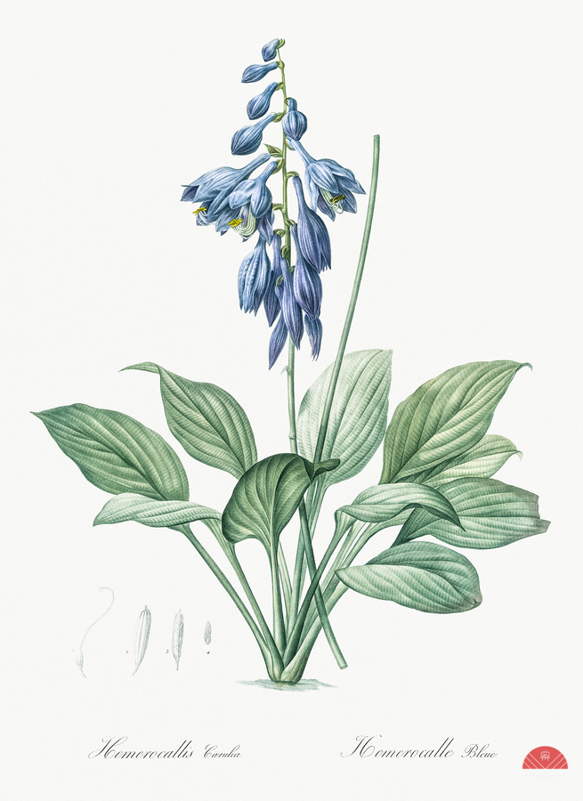 Daylily illustration   Print