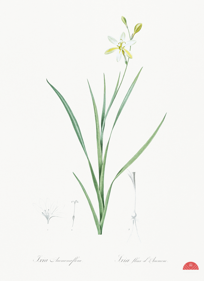 Slime Lily illustration   Print