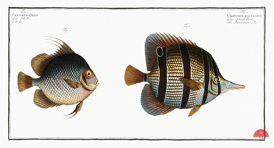 1. Chaetodon rostratus 2. Chaetodon Orbis  Print