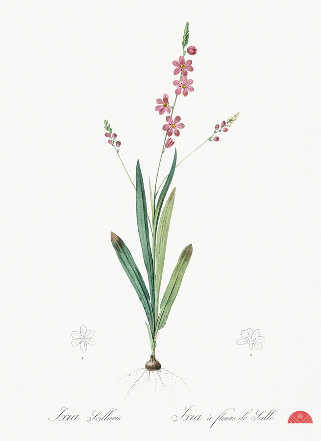 Ixia scillaris illustration   Print