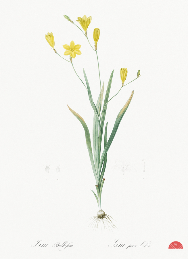 Ixia bulbifera illustration   Print