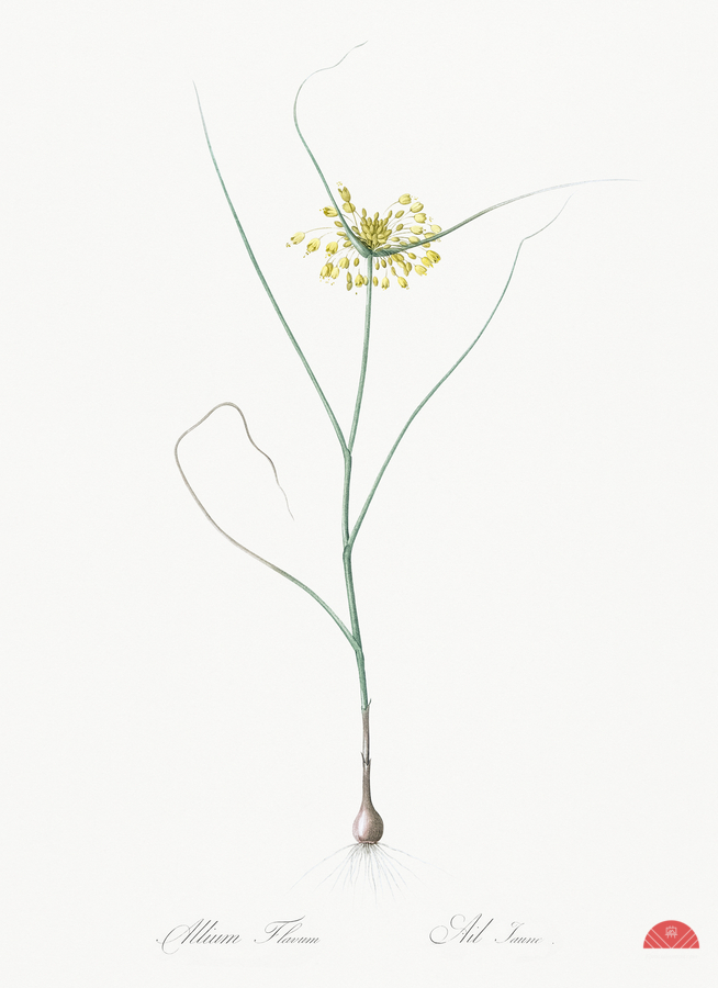 Small yellow onion illustration   Print