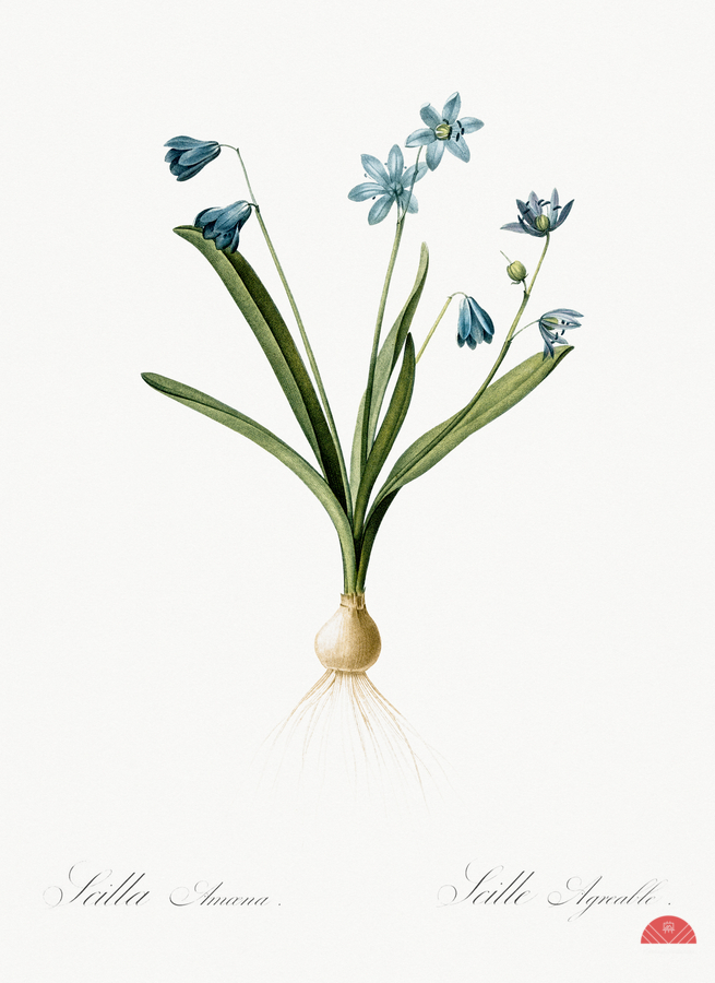 Scilla amoena illustration   Print