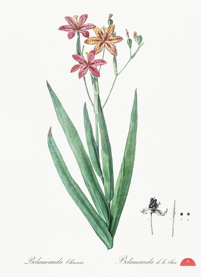 Blackberry Lily illustration   Imprimer