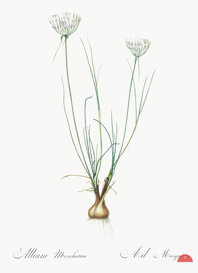 Cordyline fruticosa illustration   Print