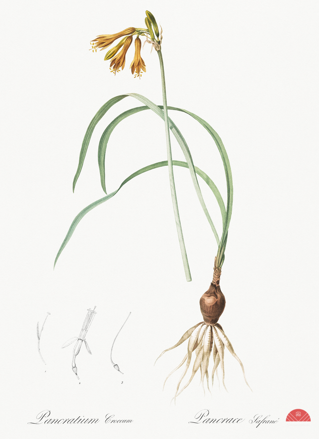 iPancratium croceum llustration   Print
