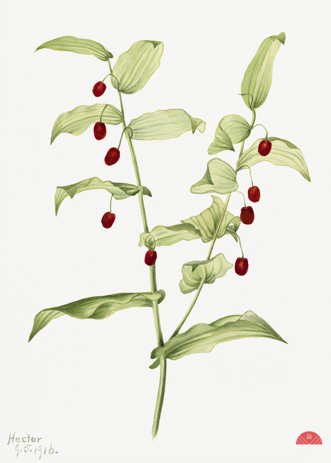 Clasping Twisted Stalk Streptopus amplexifolius 1916  Print