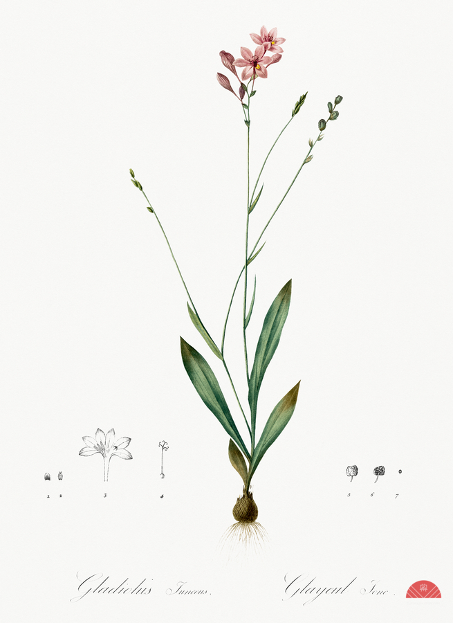 Gladiolus junceus illustration   Print