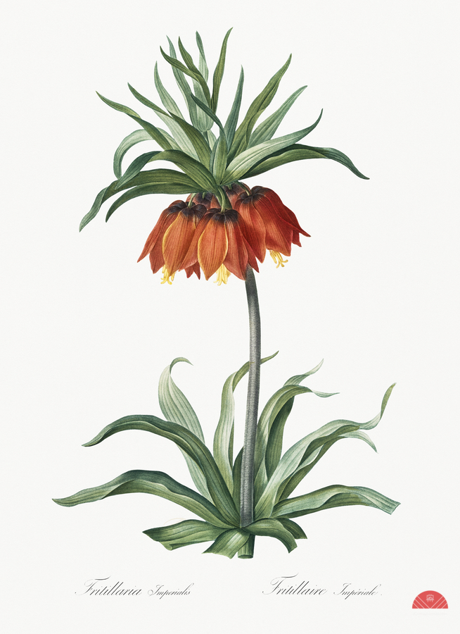Fritillaries illustration   Print