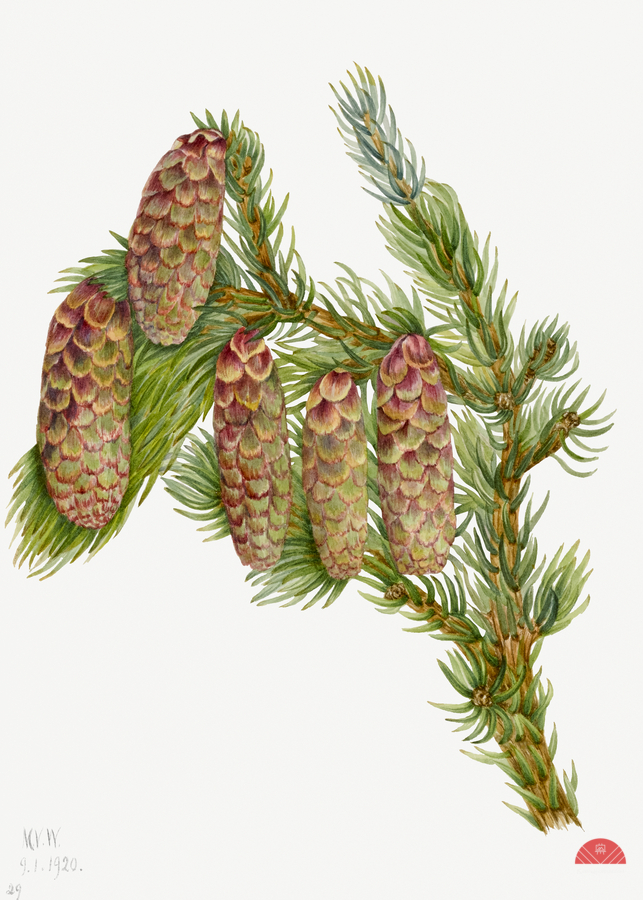 Douglas Fir Pseudotsuga mucronata 1923  Print